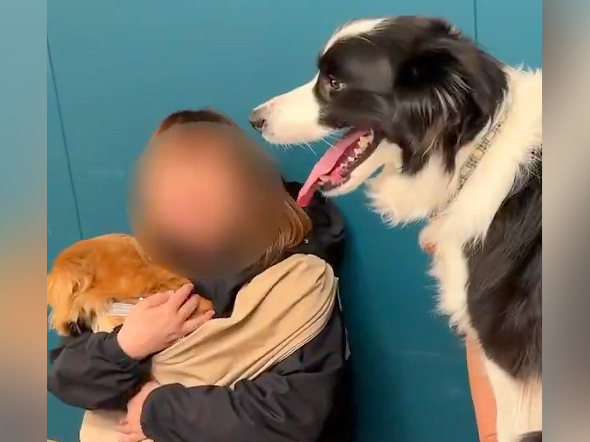 体重20キロの犬→小型犬が抱っこされているのを見た結果…自分の大きさを全く理解していない光景に3万いいね「幸せそうでニヤけた」「可愛い」