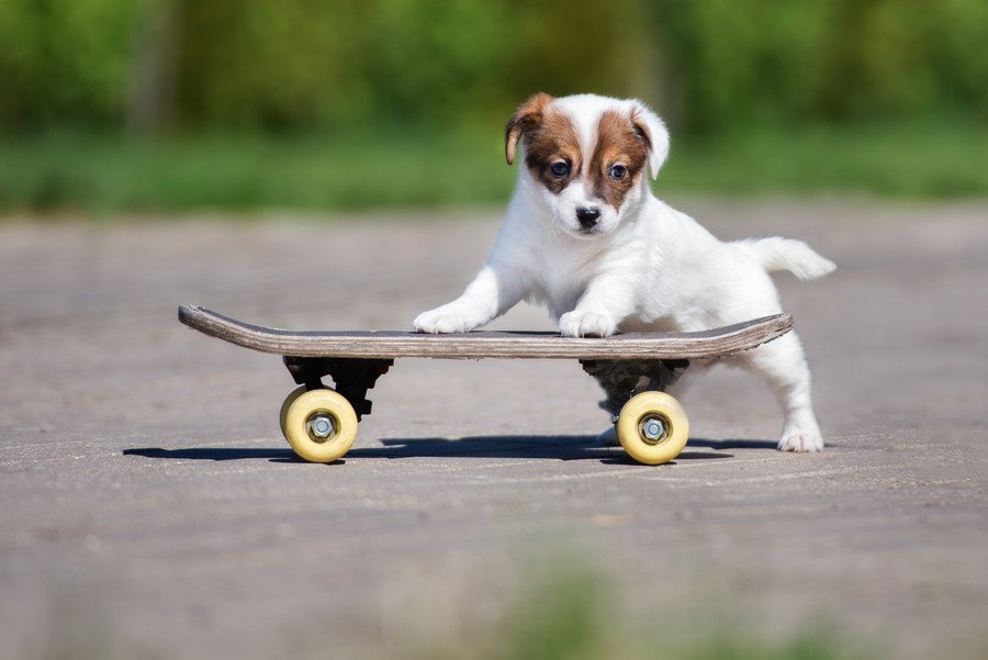 ついやりがち！犬に強要すべきではない３つのこと