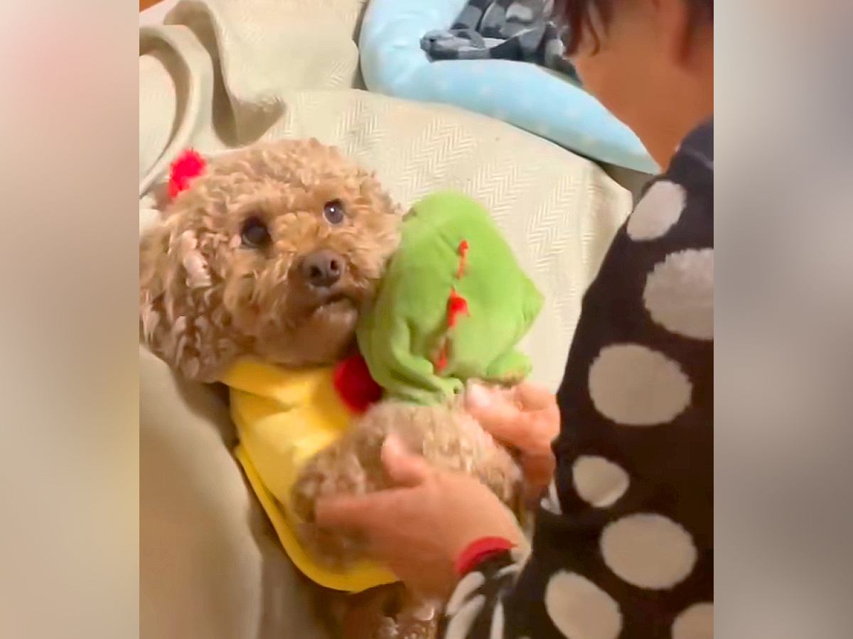 犬を飼うのに大反対していたおばあちゃん→お迎えした結果…まさかの光景と『思っているのと違う反応』が18万再生「無感情すぎて草」「顔ｗ」