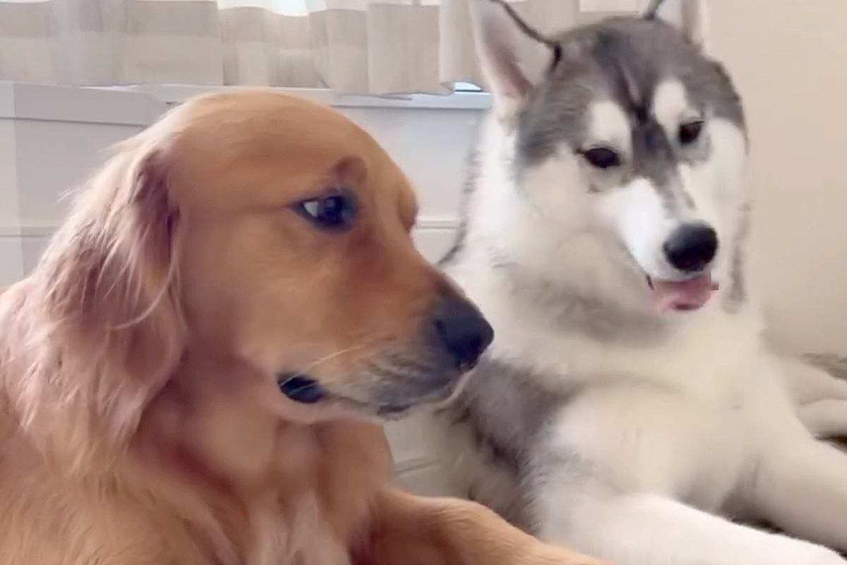 近くでくつろぐ兄弟犬→兄が弟を横目で見ていた理由は…完全に『予想的中した光景』にほっこり「人間すぎるｗ」「当たったね」と95万表示