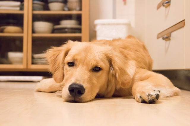 犬が寝てばかりいるのは何かの病気？睡眠時間が長くなる原因とは