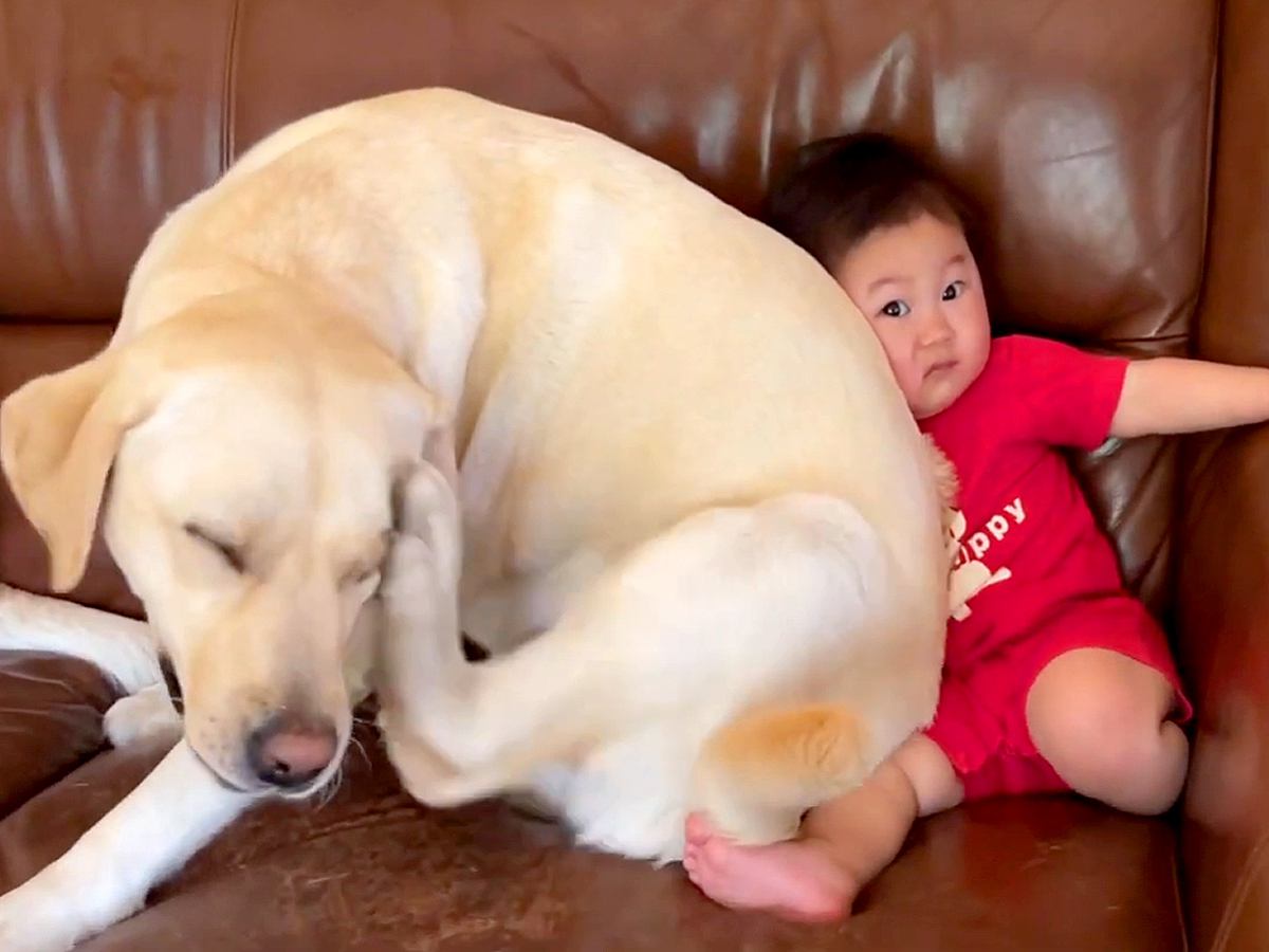 0歳の赤ちゃんと大型犬が『一緒のソファに座った』結果…あまりにも可愛い『潰されてしまう姿』が59万再生「漫画みたいｗ」「むぎゅ顔最高」