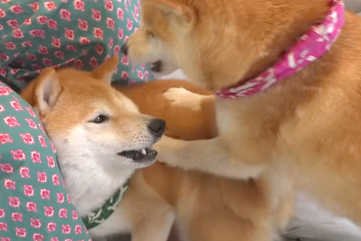 兄犬が弟犬に『威嚇』した結果→見ていた『姉犬』が…まるで『本当のお母さんのような行動』に反響「容赦なくて草」「お尻ペンペンｗ」「最高」