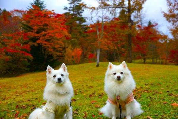 紅葉の森に連なるカフェやレストラン、軽井沢ハルニレテラスで秋を満喫！