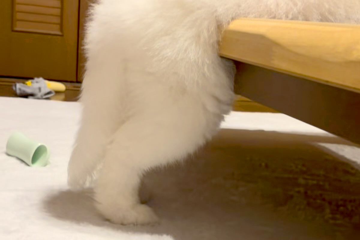ふと、赤ちゃん犬の様子を見に行った結果→なぜか『変なポーズ』をしていて…予想外だった『電池切れ』が12万再生「癒された」「いい夢見てそう」