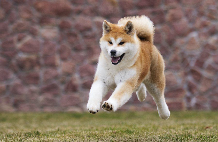 初心者が飼うのはオススメできない犬種５つ