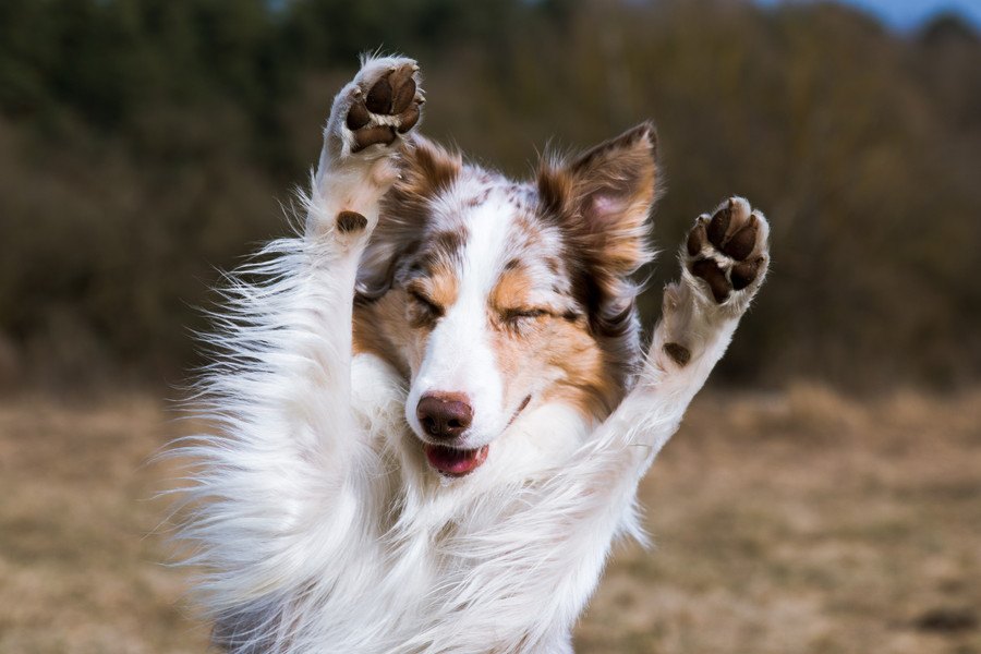 悪い印象を与えてしまう愛犬家の共通点３選