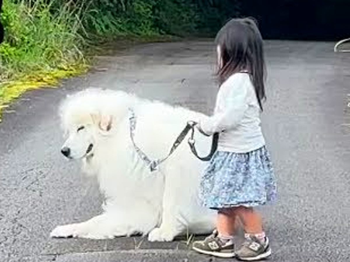 ２歳の女の子と超大型犬がお散歩へ→楽しすぎるあまり…帰り際に見せた『まさかの行動』が9万再生「心がほっこりした」「本当に賢い」と反響