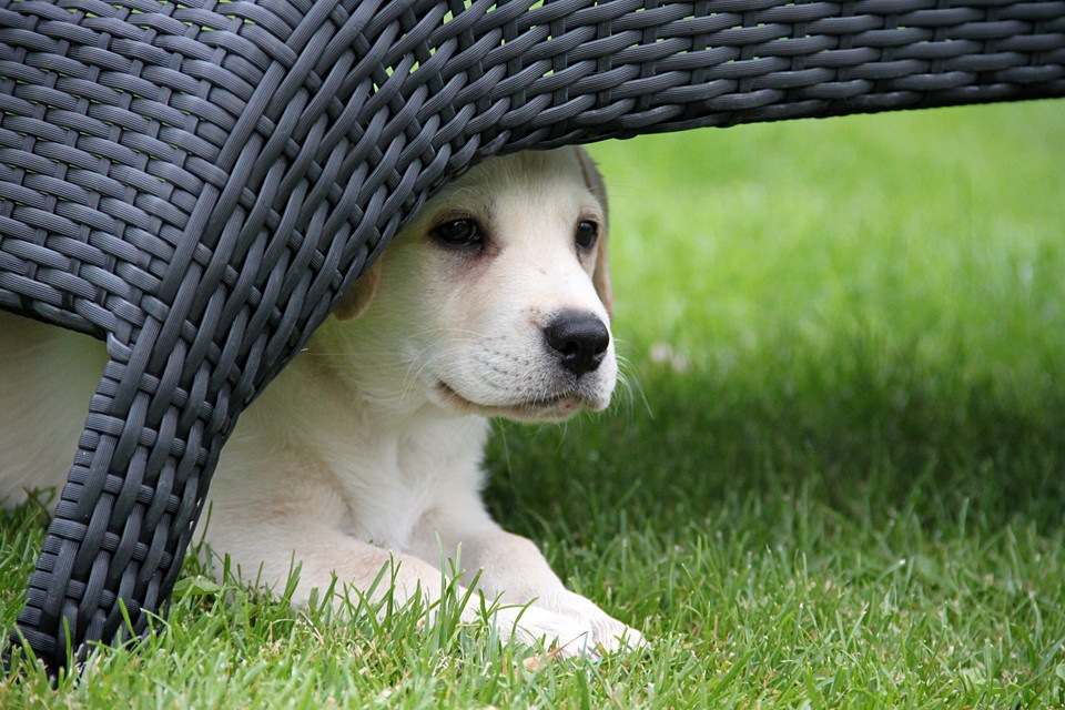 おとなしい犬と相性の良い犬ってどんな犬？