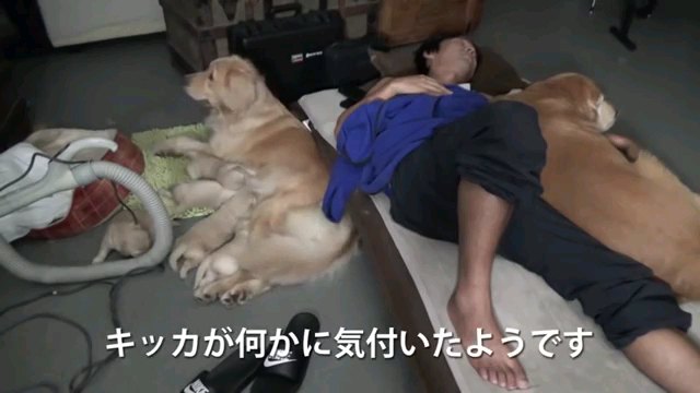 誰かいる！異変にいち早く勘づいたゴールデンレトリバーちゃん