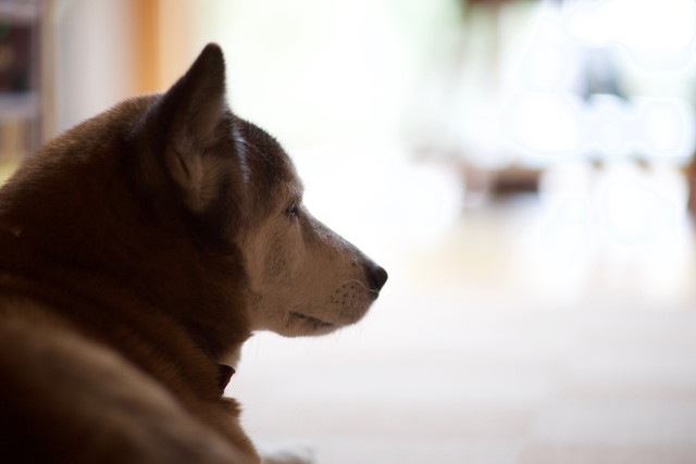 犬がガンと診断された時、散歩などの運動はどうすればいい？