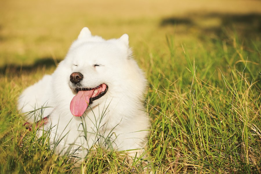 基本をおさらい！犬にしつけが必要な理由４つ