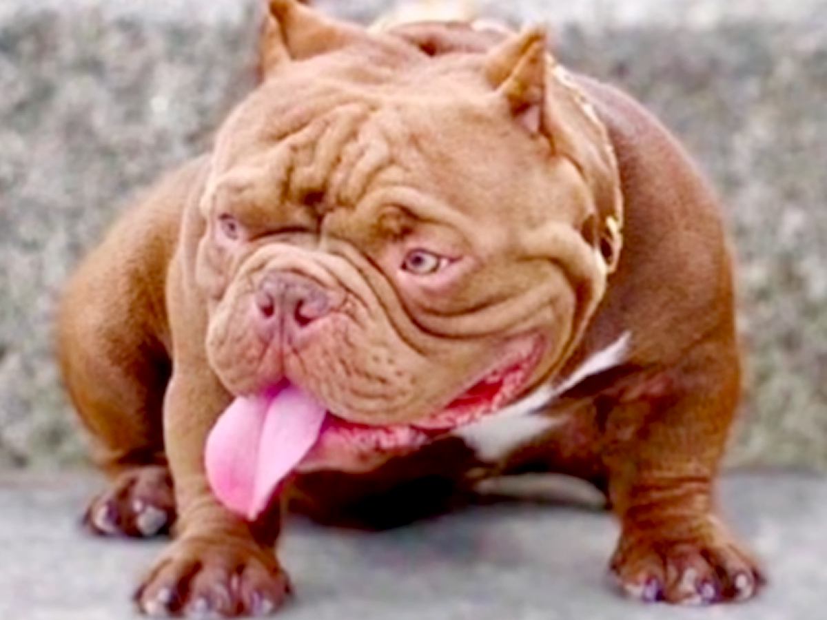 一目惚れした『ムキムキで厳つい犬』を飼おうと決意→実際に見てみたら…想像と180度違う『衝撃的な赤ちゃん姿』が143万再生「可愛すぎ」