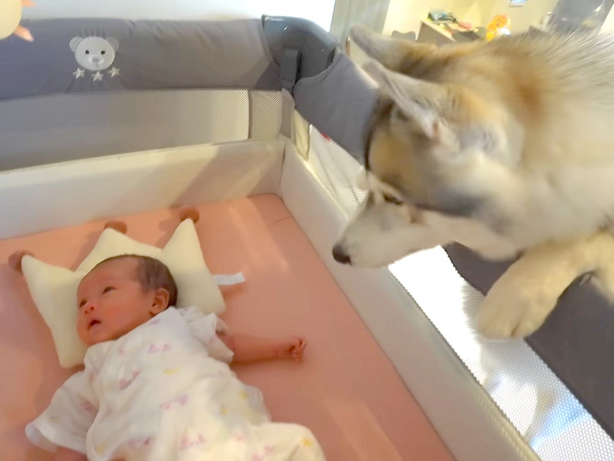 赤ちゃんが生まれ、大型犬と一緒に暮らした結果…思わず涙する『つきっきりで見守る光景』が444万再生「優しい」「なんて幸せ」現在のふたりも