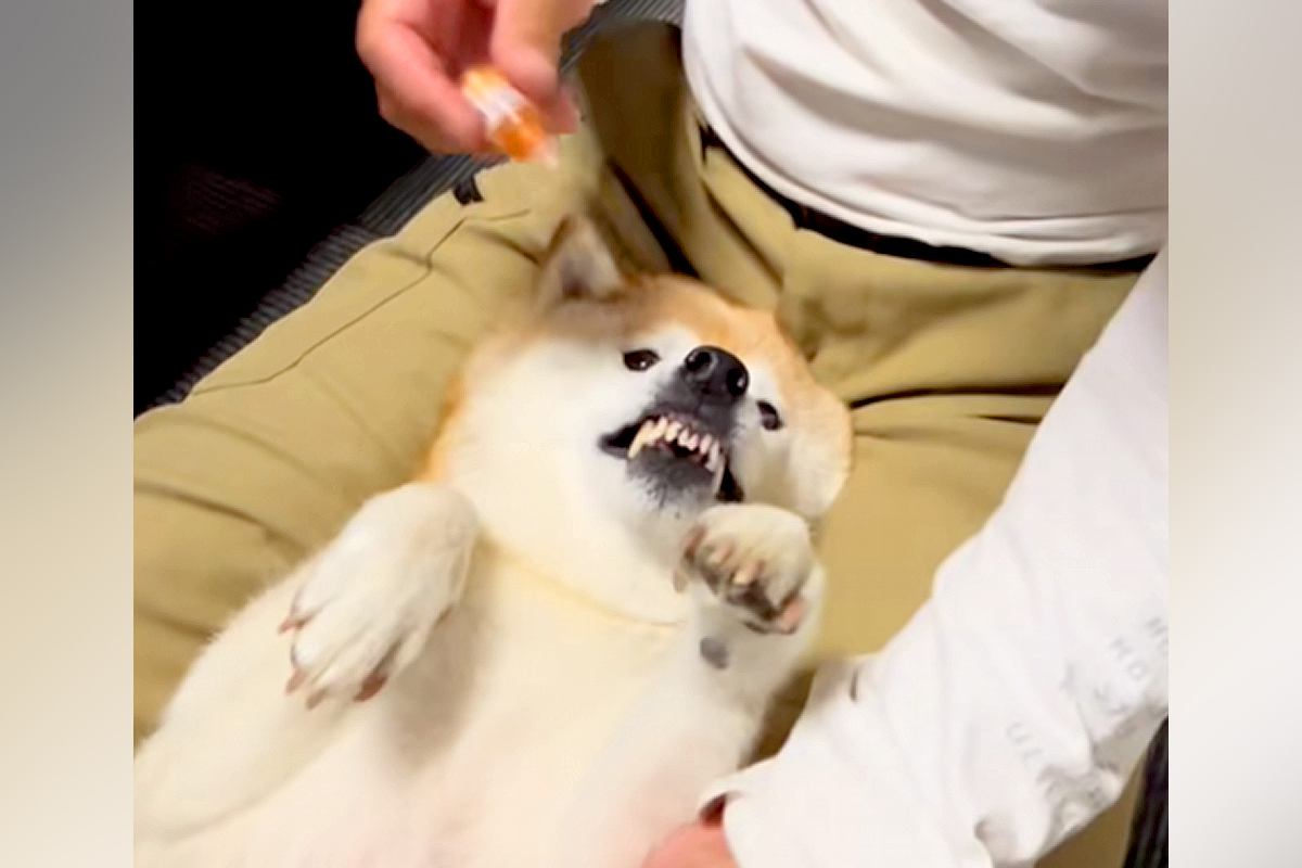 目薬を差そうとすると『ブチギレる犬』→いざ目薬が目の前にくると…嘘のような『態度と仕草』が59万再生「おてて最高」「笑っちゃったｗｗ」