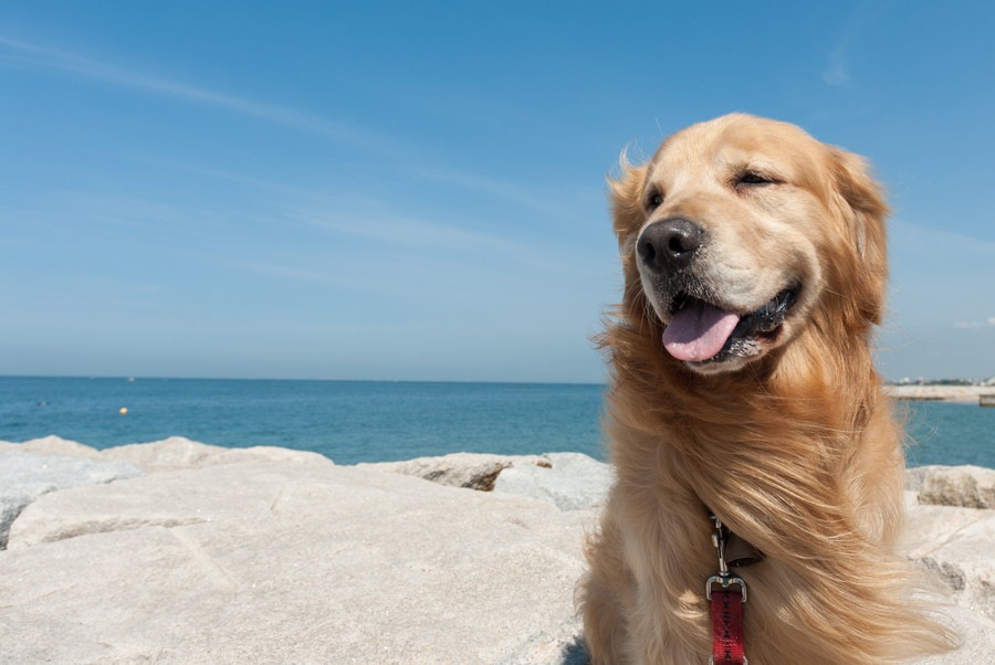 犬と行く沖縄旅行！おすすめ観光スポットから一緒に泊まれる宿まで