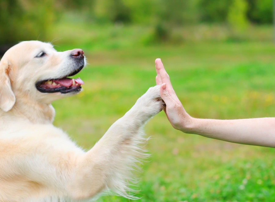 やはり犬は人間にとって最良の友だった