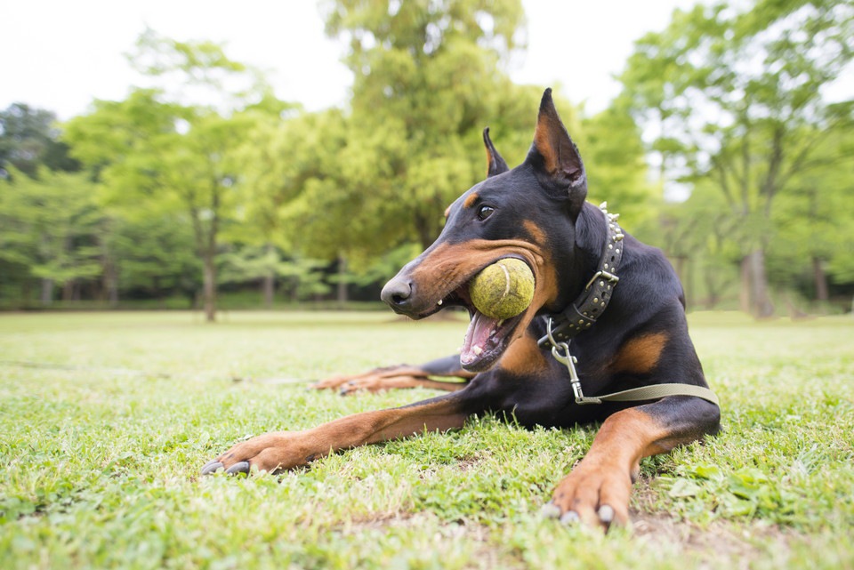 【大型犬でも大丈夫！】長持ちするオススメおもちゃ2選！