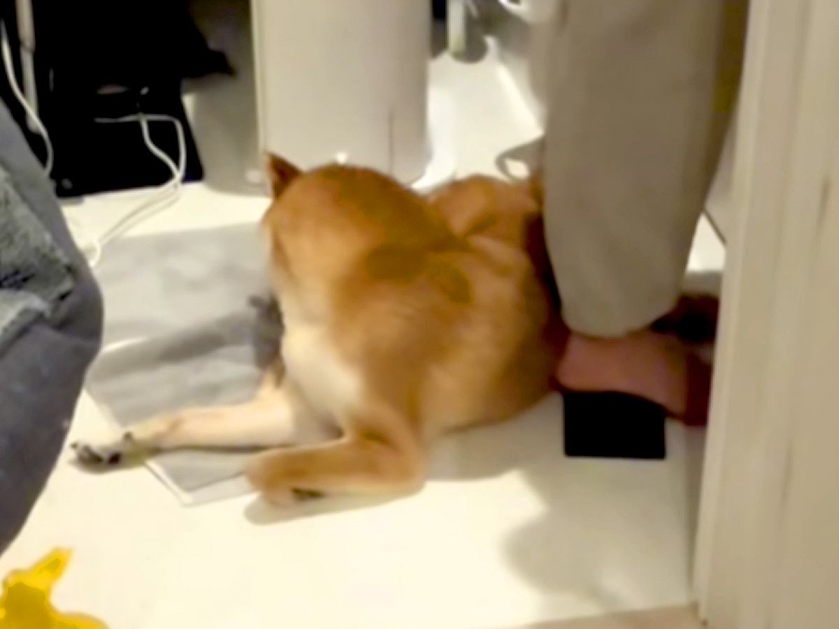 ドライヤーの音で『パパの帰宅』に気付かない犬→目が合った瞬間に…想像以上の反応が67万再生「可愛くて泣きそうｗ」「喜んでくれて尊い」