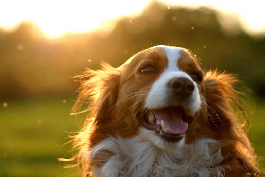 犬を看取るとき、後悔を少なくするためにできる３つのこと