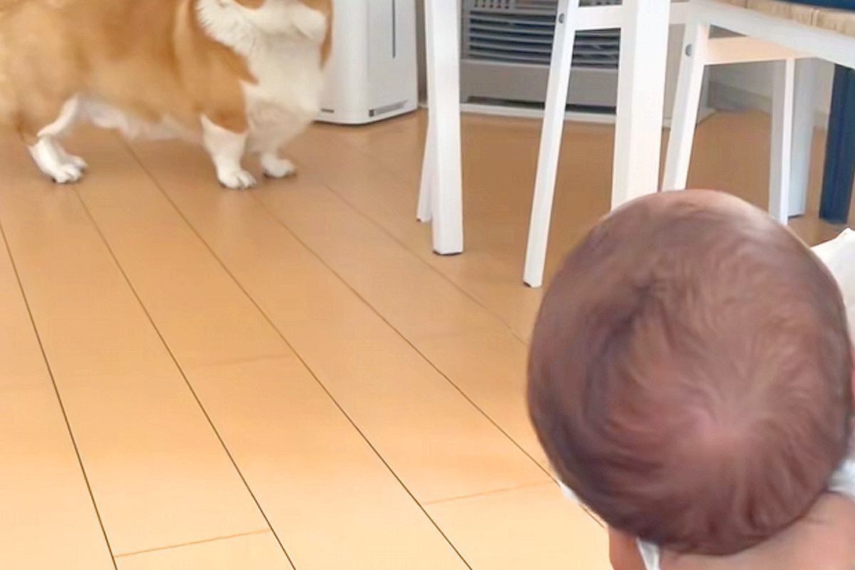 赤ちゃんを初めて目の前にした犬→近づいたものの、ビビってしまい…微笑ましすぎる『初対面の距離感』に反響「緊張してるｗ」「幸せでいっぱい」