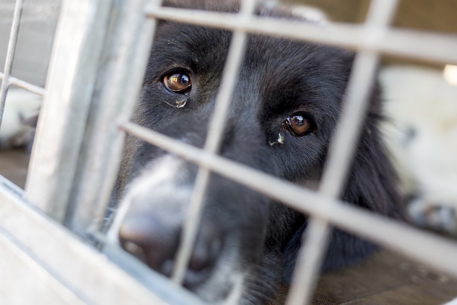 無責任な犬の飼い主の特徴５選