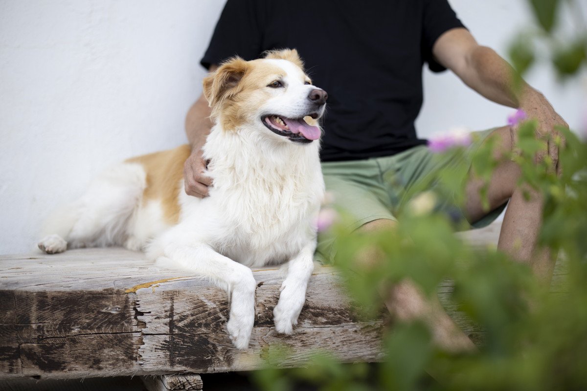 『独占欲が強すぎる犬』がよく見せる仕草や態度4選