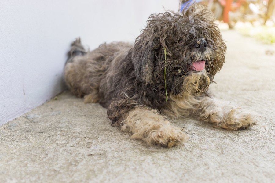 愛情をそそがれていない犬の特徴５選