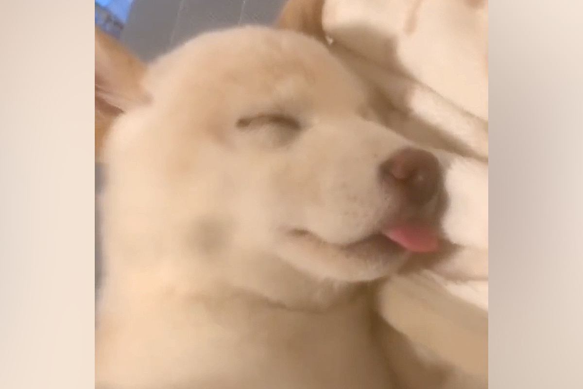 犬の寝顔をスマホで撮影していたら…カメラに起きた『とんでもないバグ』が240万再生「夢の中に入ろうとしてて草」「なんの能力やねんｗｗ」