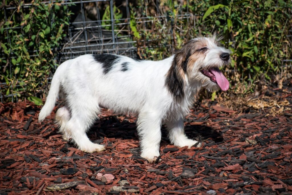 【獣医師監修】プチ・バセット・グリフォン・バンデーン｜犬種の特徴と性格、飼い方や価格相場まで解説