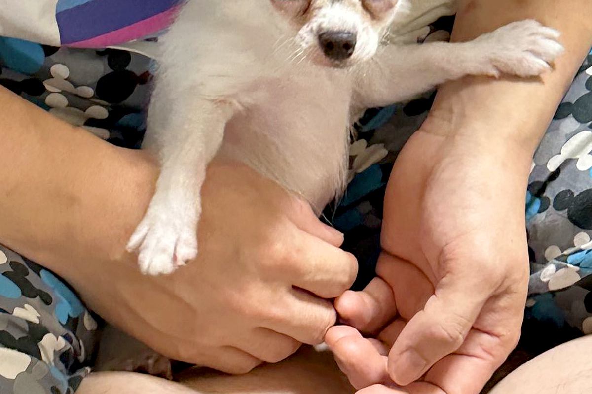 友人が『子犬を飼い始めた』結果→写真を見せてもらうと…おじいちゃん過ぎる『まさかの表情』が24万いいね「長老で草」「ヨレヨレ感がいいｗ」