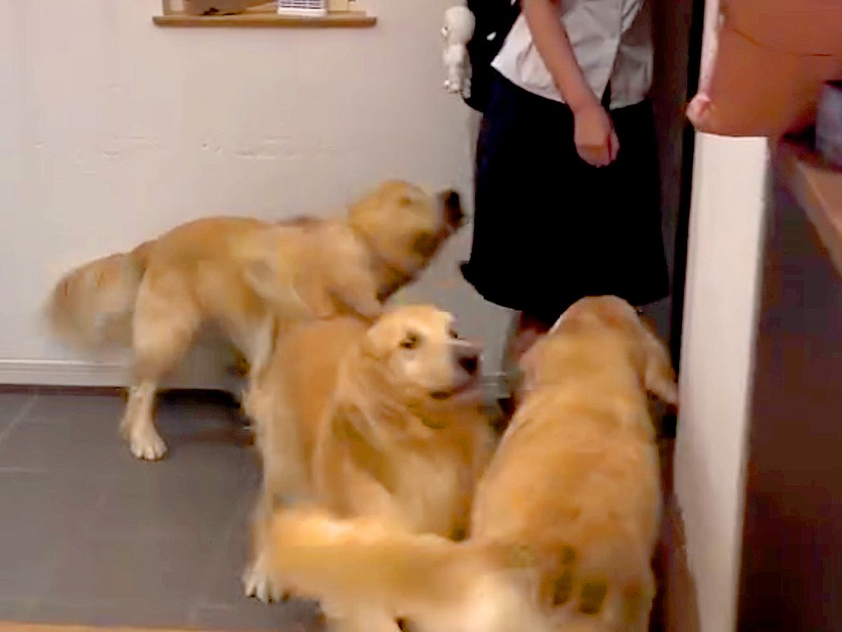 女の子が学校から帰宅→玄関を開けた瞬間、３匹の大型犬が…幸せが渋滞している『最高のおかえりなさい』が49万再生「相思相愛」「なんて素敵」