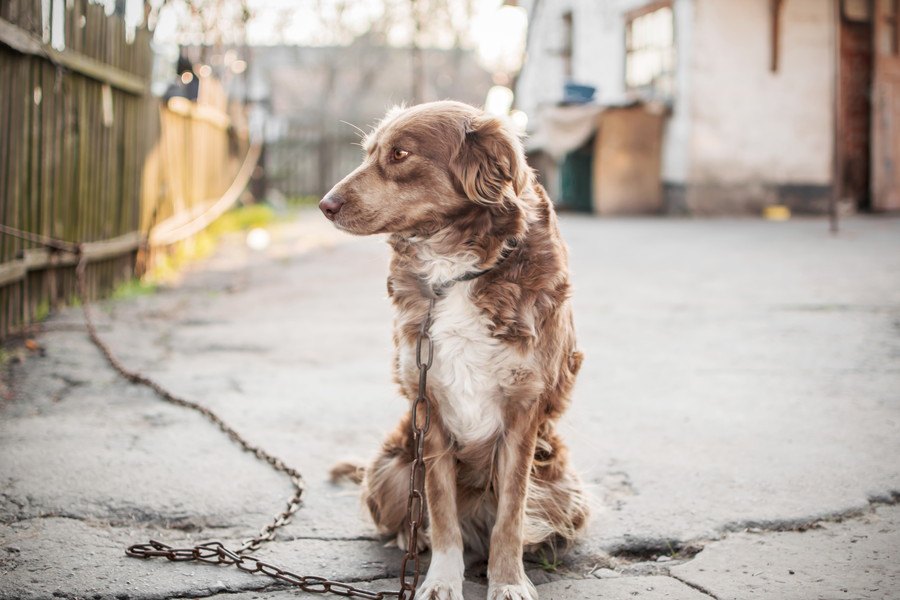 気付いていますか？犬の『不安サイン』３選