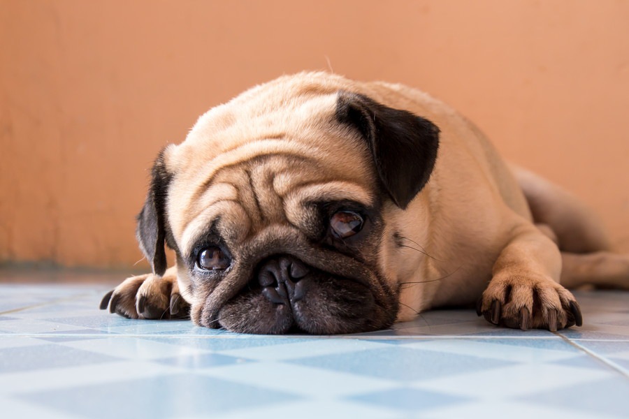 ベテラン飼い主も注意！忘れてはいけない愛犬の個性