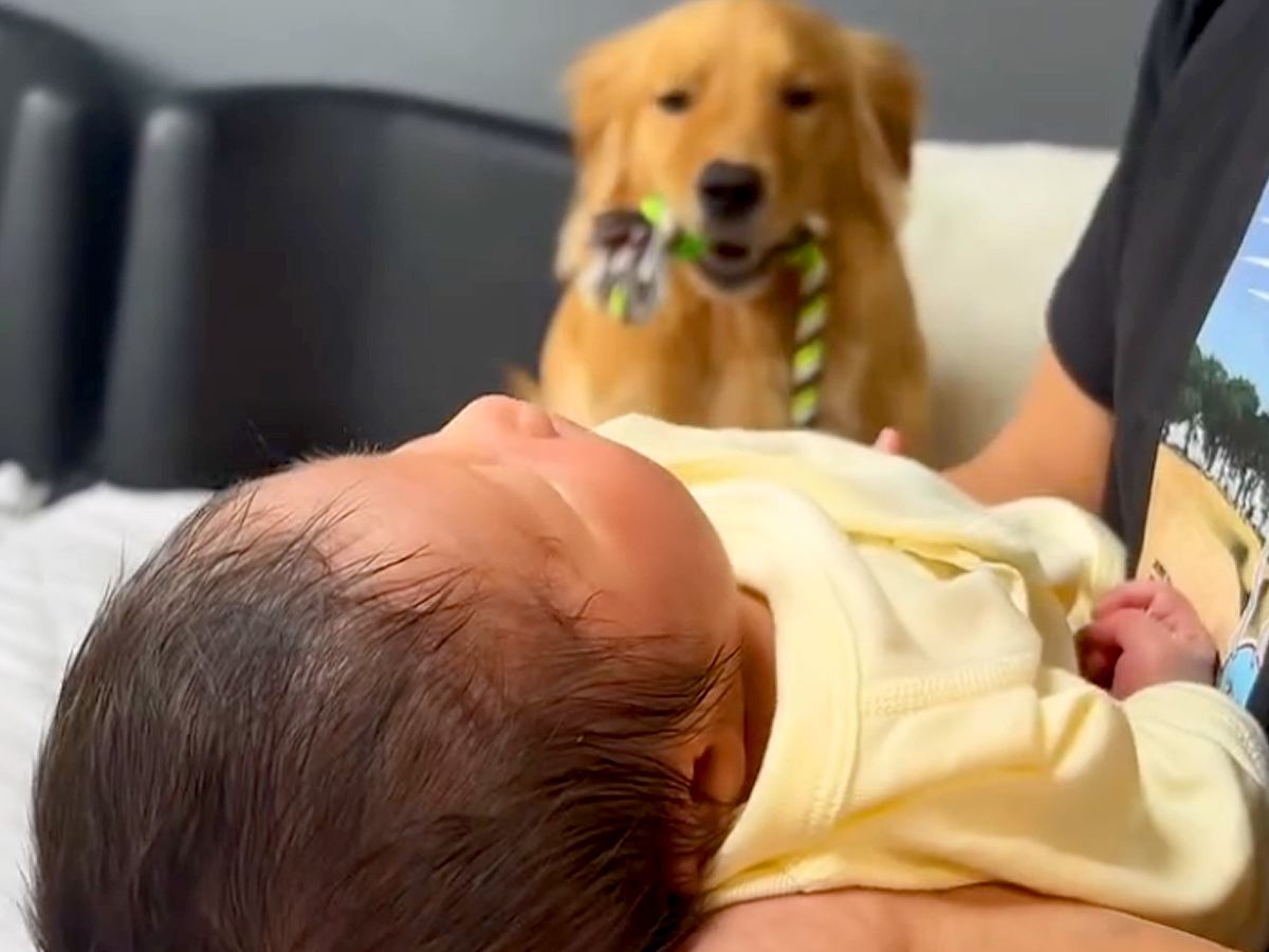 生まれたての赤ちゃんと初めて会った大型犬→大興奮したので注意すると…泣けるほど尊い『まさかの反応』が81万再生「涙出た」「分かってる」