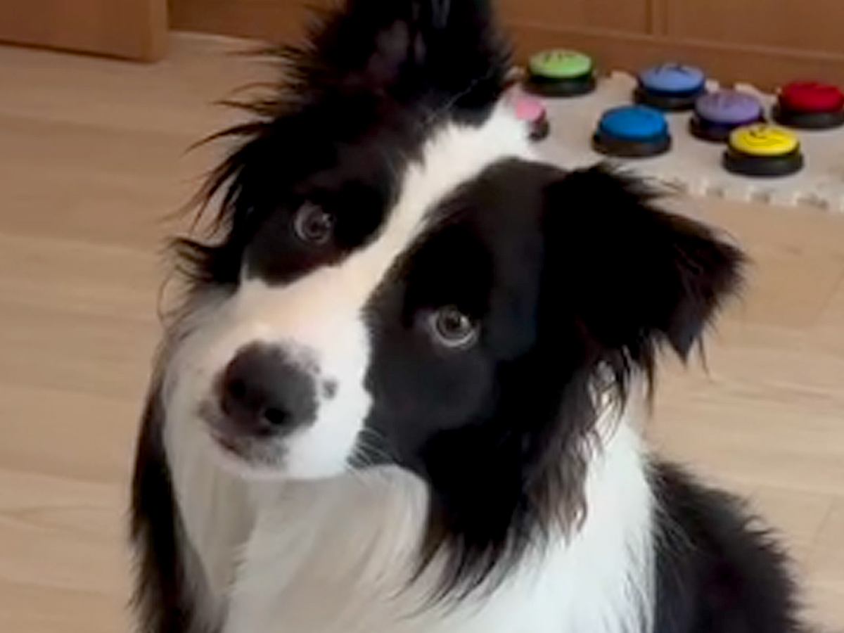 世界一知能が高い犬種が『言葉をどれだけ理解しているか』検証→『衝撃的な結果』に驚きの声「ちゃんと理解してる」「賢すぎる…天才」と称賛