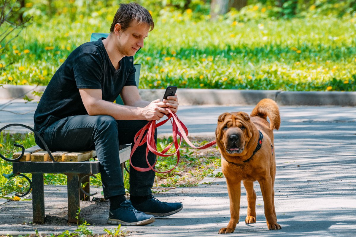 犬の散歩を適当にすると…愛犬にどんな悪影響がある？3つのリスクや思いがけないトラブルも