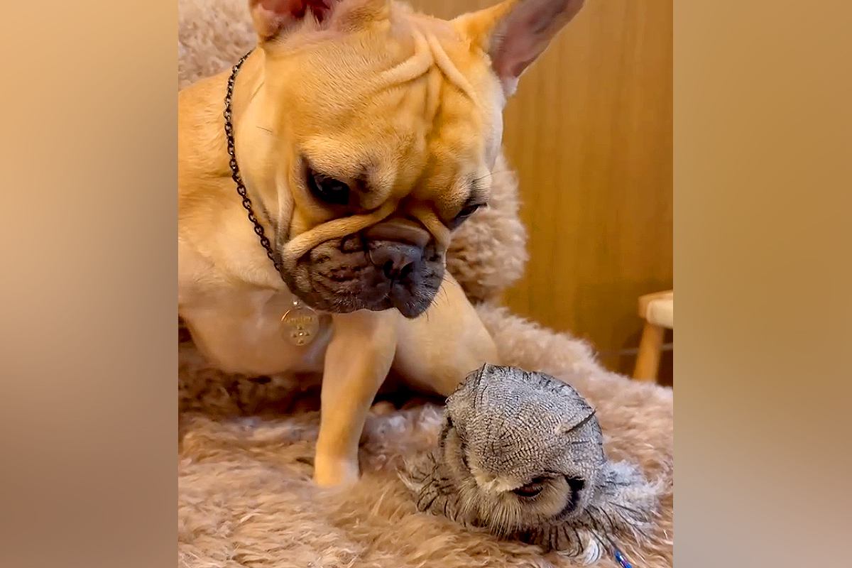 友人宅のフクロウに会った犬→じっと動かないのを心配して…種族を超えた『母性あふれる光景』が15万再生「仲良くなれるんだ」「優しい子」