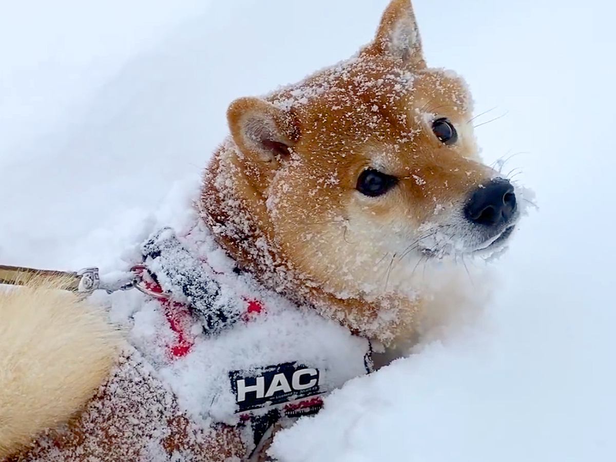 雪が積もった道を散歩したら、はしゃいでた犬が…まさかの『限界を感じてしまう光景』が234万再生「無念の声」「泣いてるみたいで可愛いｗ」