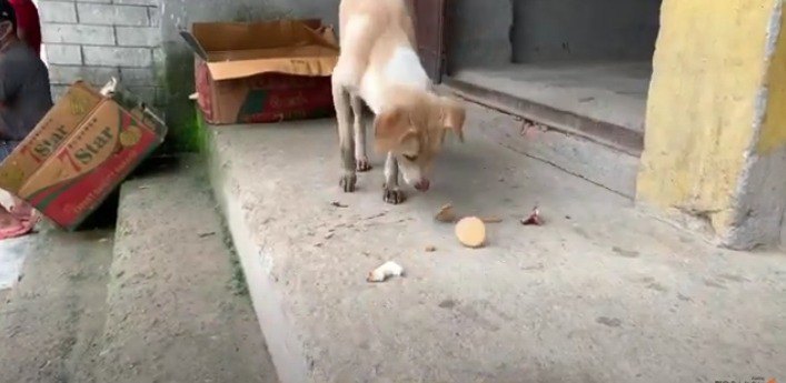 ロックダウンの影響で食事がもらえない野良犬たちを支援！