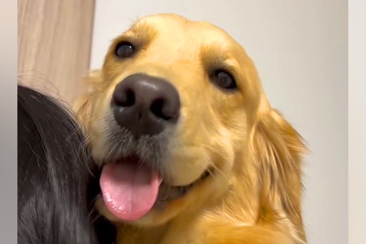 ママに抱っこされるのが大好きな大型犬→パパが抱っこしてみると…あまりにも『露骨すぎる態度の違い』に爆笑「緊張してて草」「不安そうｗｗ」