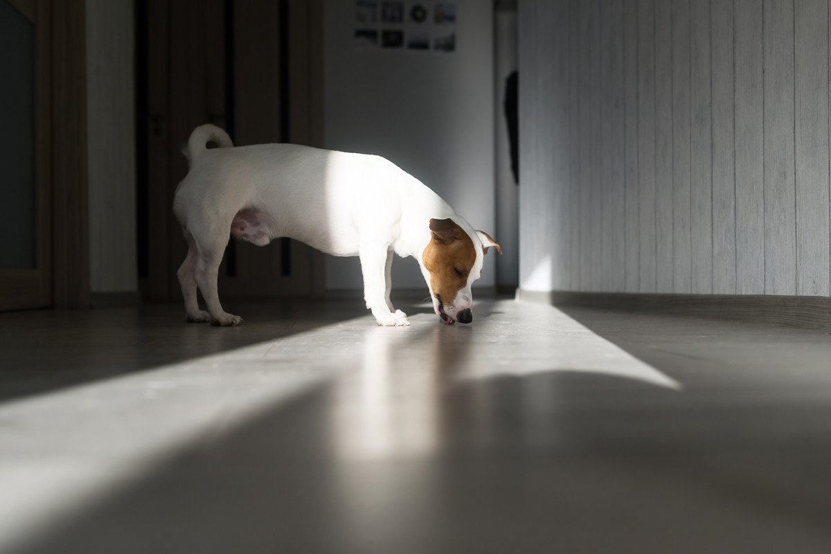 犬が『家の床を舐める』理由5つ　執拗にペロペロする心理や止めさせるための対処法まで