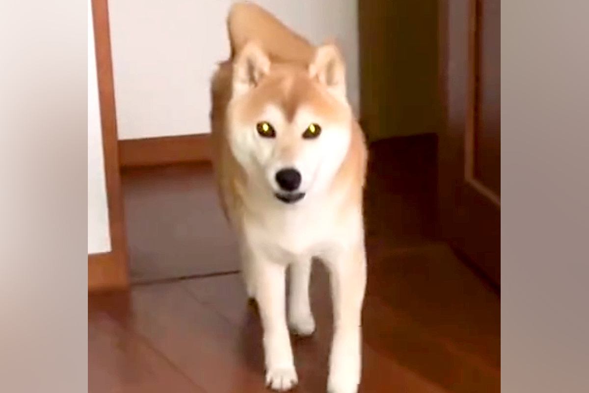 朝5時半、飼い主を起こしにやって来た犬→何か伝えたそうにしていて…まさかの『お願い』に絶賛「たまんない」「一生懸命お話してて可愛い」