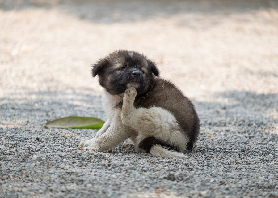 犬が顔を掻いているときの心理２つ