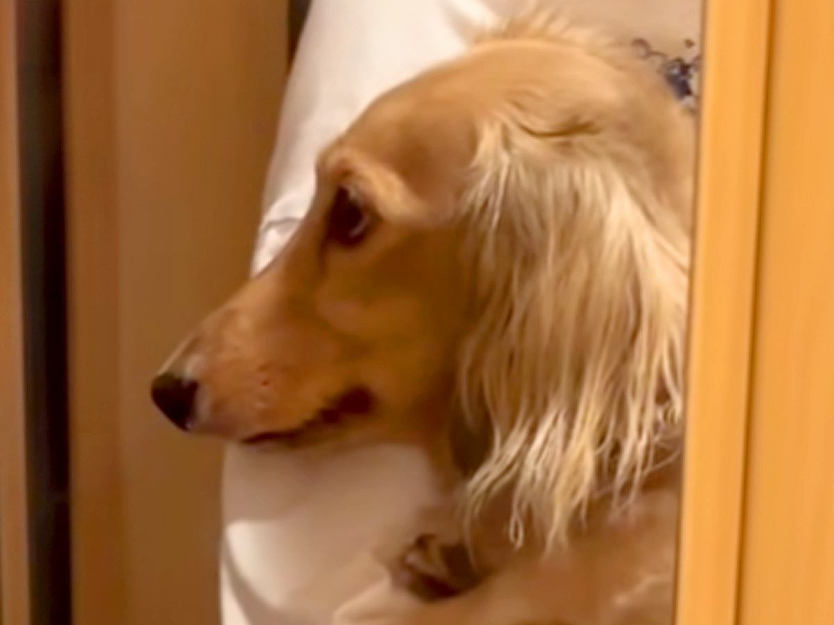 帰省していたお兄ちゃんが帰ってしまったら、玄関で犬が…思った以上の『落ち込み方』が切ないと17万再生「尊すぎる」「大好きなんだね」と反響