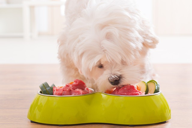 犬は雑食？肉食？動物としての食性について解説