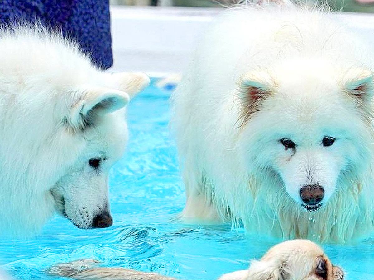 『大丈夫かな…』小さな犬が"ちゃんと泳げるか"を見守るサモエドたち…心配する姿に163万表示の大反響「安心すぎる体制」「優しい」の声