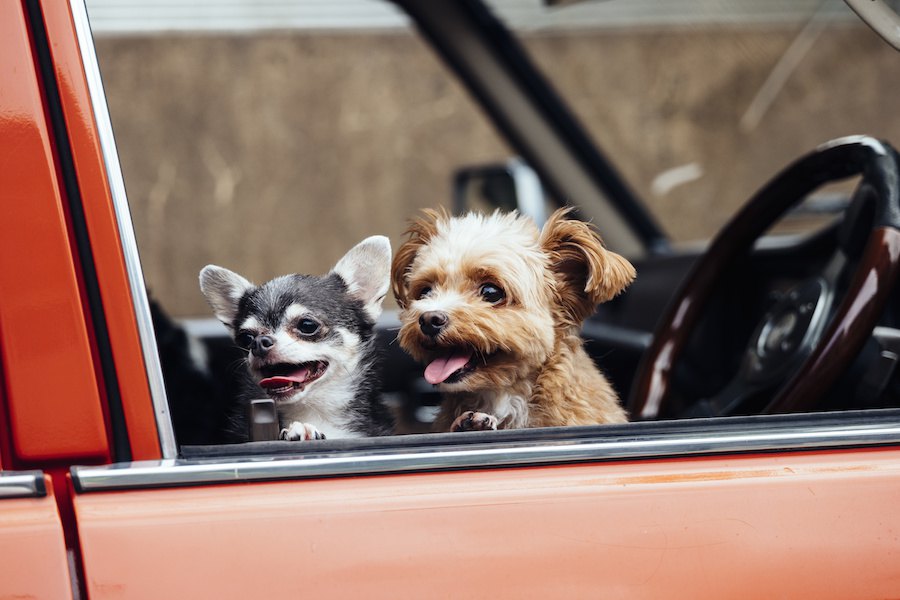 犬との休日を楽しむオススメの過ごし方７つ