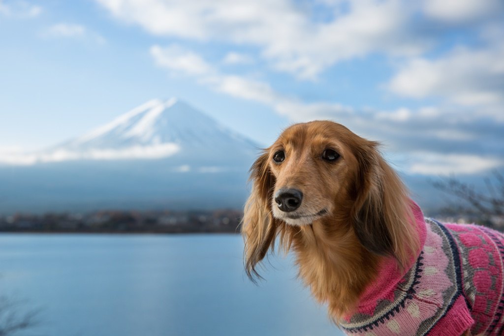 【本栖湖】愛犬と入れるレストラン「本栖館」で山梨名物を