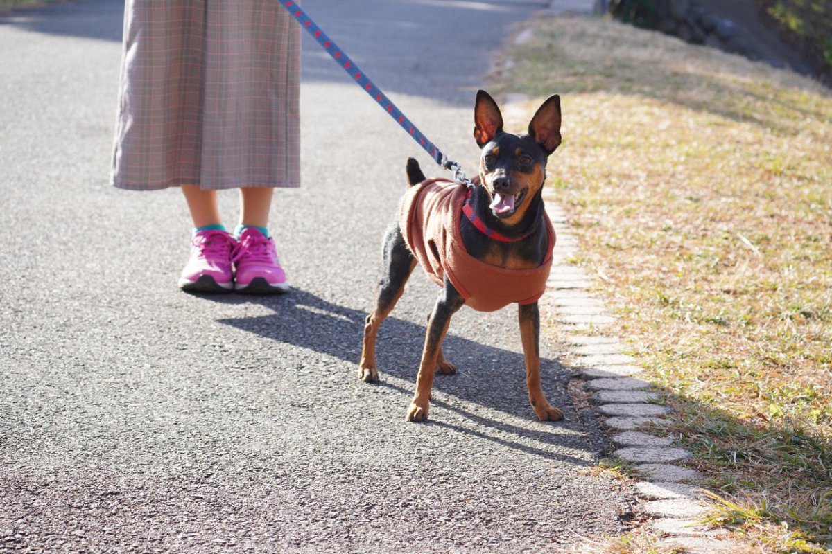 『冬の犬の散歩』における5つのタブー　やってはいけないNG行為とやるべき対策とは